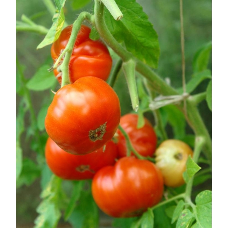 the wind is strong Bibliography baggage Geriausios pomidorų veislės, 9 geriausių 2019 metų pomidorų veislių  reitingas
