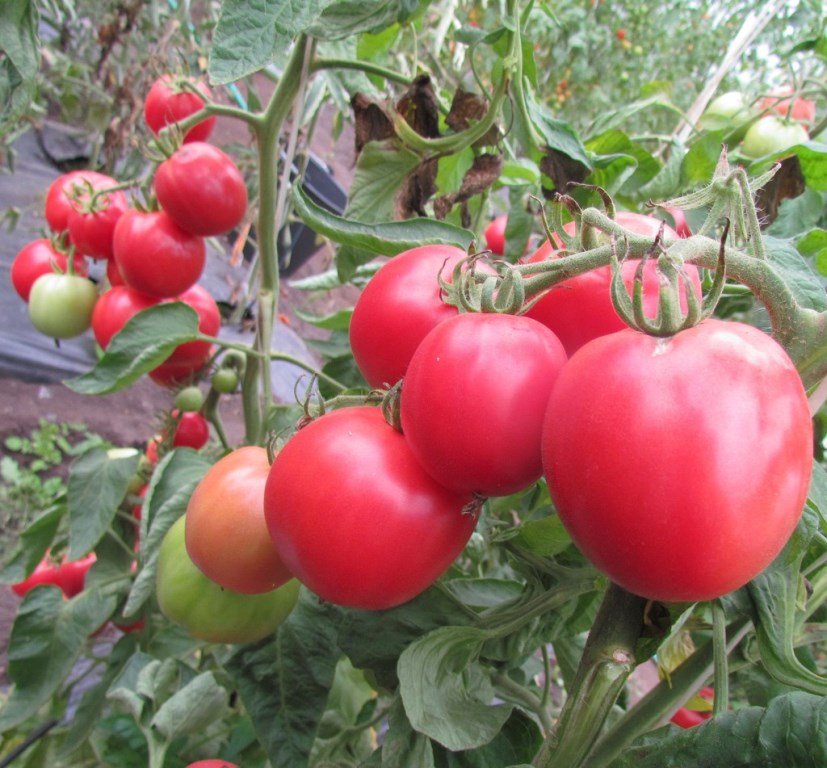 Frø tomat Førstemannfoto