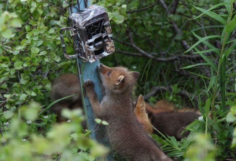 Kameracsapda az erdőben